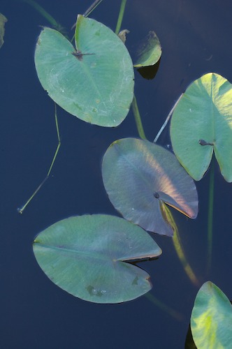 botanical;botanicals;botany;flora;greenery;herb;herbage;plant;plants;shrub;vegetation