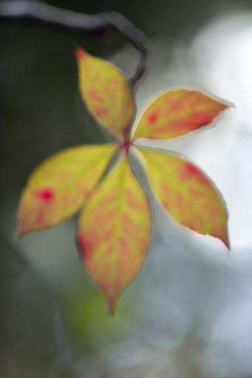 botanical;plant;plants;botanicals;botany;vegetation;greenery;flora;herbage;herb;shrub;Leaf;Leaves;Leafy;Foliage;Vein;Textures;Shapes;Patterns;Abstractions;Abstract