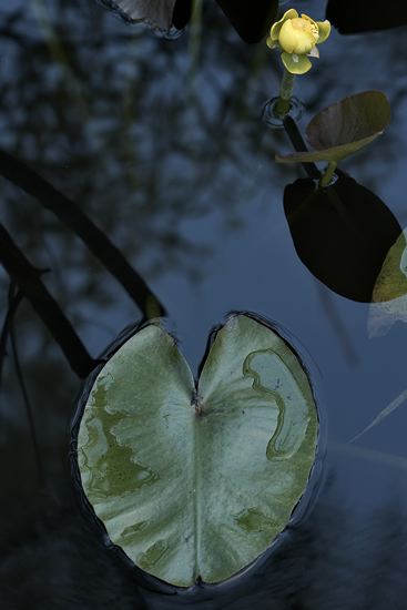 Textures;Shapes;Patterns;Abstractions;Abstract;botanical;plant;plants;botanicals;botany;vegetation;greenery;flora;herbage;herb;shrub