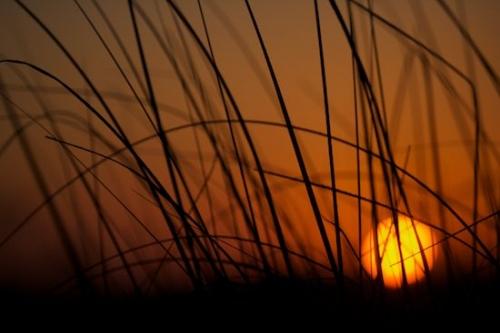 Dawn;Grass;Sunrise;Shapes;Daybreak;Sun-up;Abstract;Break of Day;Abstractions;Morning;Patterns;Textures;First Light