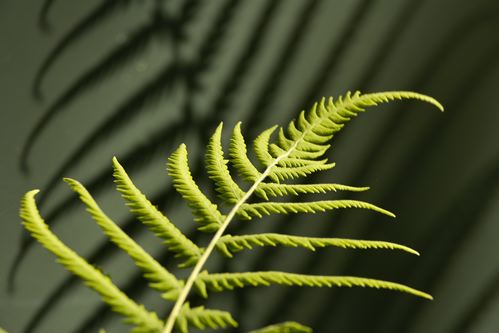 Florida;Homestead;Everglades National Park;botanical;plant;plants;botanicals;botany;vegetation;greenery;flora;herbage;herb;shrub;Textures;Shapes;Patterns;Abstractions;Abstract