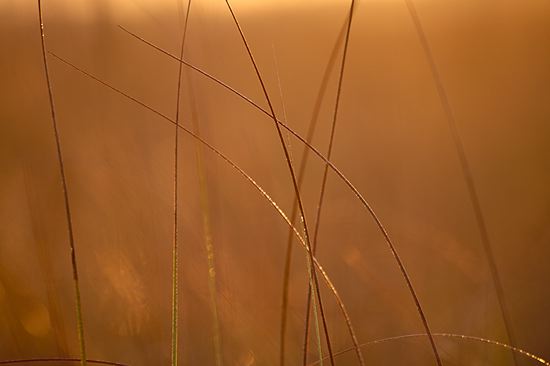 Grass;Textures;Shapes;Patterns;Abstractions;Abstract