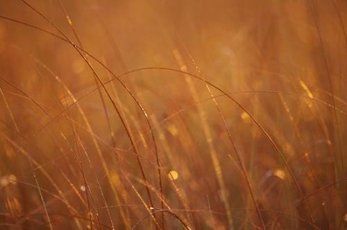 Abstract;Grass;Shapes;Textures;Abstractions;Patterns