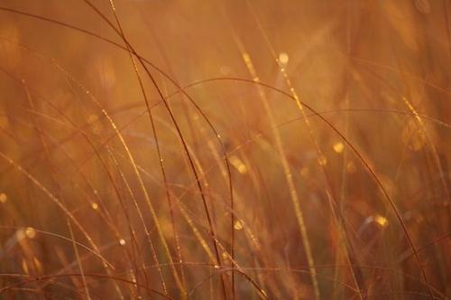 Shapes;Patterns;Textures;Grass;Abstract;Abstractions