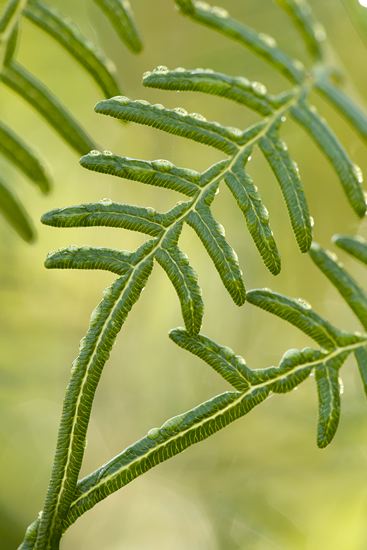 damp;wet;moisture;dewy;droplet;drop;water;Dew;Textures;Shapes;Patterns;Abstractions;Abstract;botanical;plant;plants;botanicals;botany;vegetation;greenery;flora;herbage;herb;shrub