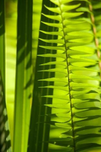 Patterns;greenery;plant;Close-up;Abstractions;Abstract;Shadowy;Frond;herb;Botanical;Green;Merritt Island National Wildlife Refuge;shrub;Tropical;Textures;Shapes;herbage;flora;plants;Florida;Shadows;Vegetation;Botanicals;botany