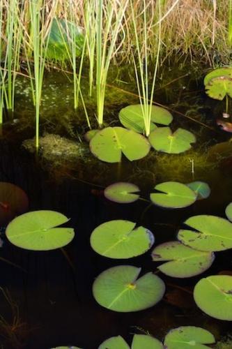 reeds;Rachel;Mire;Swamp;Lily Pads;water;Patterns;Green;Muskeg;Swamps;Okefenokee;Marsh;Abstractions;Georgia;grass;Abstract;Shapes;Okefenokee National Wildlife Refuge;Bog;Textures