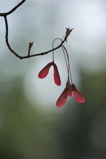 Autumn;Branches;Fall;Maple;Maroon;Plant;Red;Seeds;Trees;Woodland