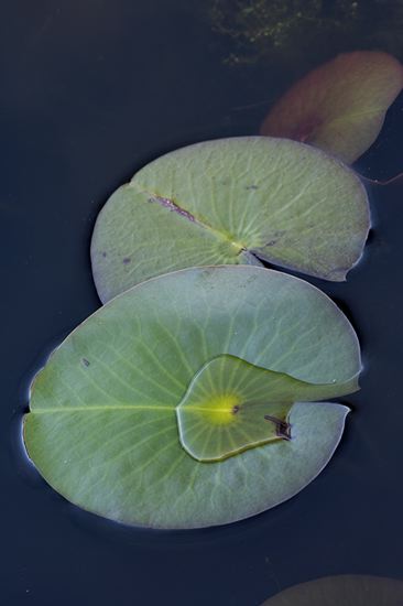 Mire;Muskeg;Marsh;Bog;Swamps;Swamp;Textures;Shapes;Patterns;Abstractions;Abstract