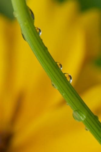 Wet;Damp;Bloom;Floret;Blossoms;Droplet;green;Petal;Reflections;Reflection;Dewy;Tennessee;Moisture;Water;Flowers;Pistil;Dew;Petals;yellow;Drop;Blossom;Abstract;Plants;Flowering;gold;Flower;Floweret;Stamen
