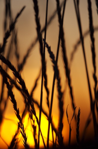 Abstract;Abstractions;botanical;botanicals;botany;Brown;close of day;dusk;evening;Evening;eventide;flora;Grass;greenery;herb;herbage;last Light;Orange;Patterns;plant;plants;Shadow;Shapes;shrub;Silhouette;Sky;sun;sunsert;sunset;Textures;vegetation;Yellow