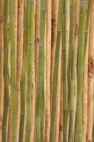 Abstract;Abstractions;botanical;botanicals;botany;Brown;flora;Green;greenery;herb;herbage;Patterns;plant;plants;Shapes;shrub;Tan;Textures;vegetation;Yellow;Botanical;Botanicals