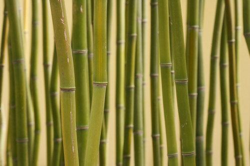 Abstract;Abstractions;botanical;botanicals;botany;Brown;flora;Green;greenery;herb;herbage;Patterns;plant;plants;Shapes;shrub;Tan;Textures;vegetation;Yellow;Botanical;Botanicals