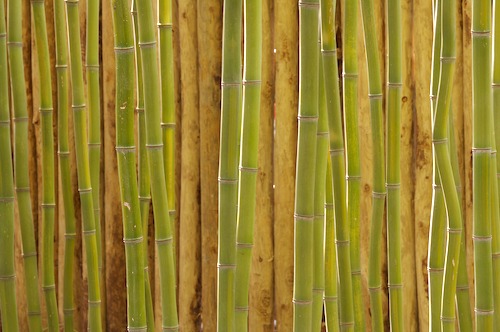 Abstract;Abstractions;botanical;botanicals;botany;Brown;flora;Green;greenery;herb;herbage;Patterns;plant;plants;Shapes;shrub;Tan;Textures;vegetation;Yellow;Botanical;Botanicals