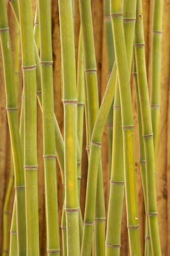 Abstract;Abstractions;botanical;botanicals;botany;Brown;flora;Green;greenery;herb;herbage;Patterns;plant;plants;Shapes;shrub;Tan;Textures;vegetation;Yellow;Botanical;Botanicals