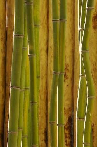 Abstract;Abstractions;botanical;botanicals;botany;Brown;flora;Green;greenery;herb;herbage;Patterns;plant;plants;Shapes;shrub;Tan;Textures;vegetation;Yellow;Botanical;Botanicals