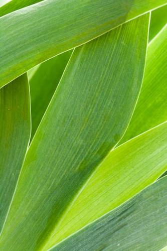 Abstract;Abstractions;Botanicals;Close-up;Flora;Flowers;Foliage;Healing;Health care;Healthcare;Leaf;Leafy;Leaves;Macro;Nature;Patterns;Peaceful;Plant;Plants;Shapes;Shrub;Stock categories;Textures;Vein;botanical;botany;calm;greenery;herb;herbage;plants;restful;serene;soothing;tranquil;vegetation