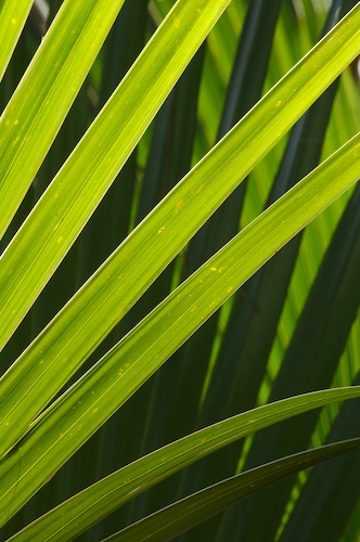 Abstract;Abstractions;botanical;botanicals;botany;flora;Green;greenery;herb;herbage;Palmetto;Patterns;plant;plants;Shapes;shrub;Textures;tropical;vegetation