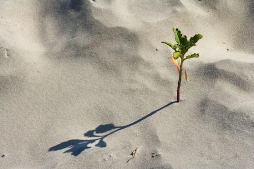 Beaches;Green;Sand;Sunlight;Tree;White Sand;Shore;Shadow;Vegetation;Foliage;Plant;Beige;Details;Trees;Leaf;Tan;Branches;Trunk;close-up;Leaves;Tree Trunk;White;Botanicals;Botanical;Beach;Branch;Herbaceous;Shoreline