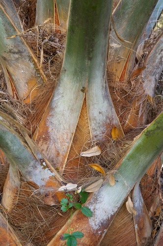 Abstract;Abstractions;Bark;botanical;botanicals;botany;Branch;Branches;flora;greenery;herb;Herbaceous;herbage;Palm;Patterns;Plant;plant;plants;Shapes;shrub;Textures;Tree;Tree Trunk;Trees;Trunk;vegetation