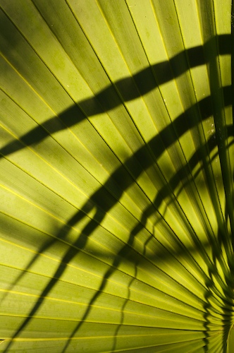 Abstract;Abstractions;botanical;botanicals;botany;flora;Green;greenery;herb;herbage;Palmetto;Patterns;plant;plants;Shapes;shrub;Textures;tropical;vegetation