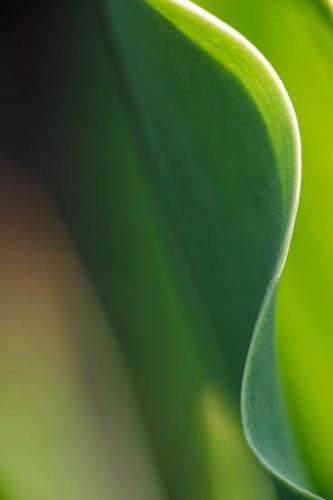 Abstract;Abstractions;Bloom;Blossom;Blossoms;Botanicals;Color;Flora;Floret;Flower;Floweret;Flowering;Flowers;Green;Patterns;Petal;Petals;Pistil;Plant;Plants;Preparations;Shapes;Shrub;Stamen;Stock categories;Textures;Wedding;White;bloom;botanical;botany;flora;floral;greenery;herb;herbage;plants;vegetation