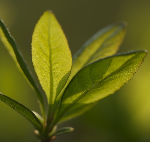 botanical;botanicals;botany;flora;Green;greenery;herb;herbage;leaves;plant;plants;shrub;Spring;vegetation
