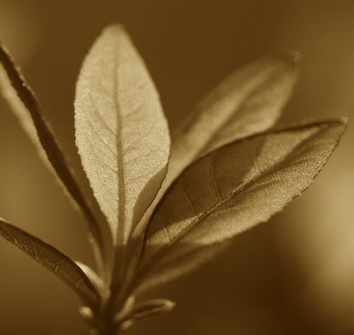 botanical;botanicals;botany;flora;Green;greenery;herb;herbage;leaves;plant;plants;Sepia;shrub;Spring;vegetation