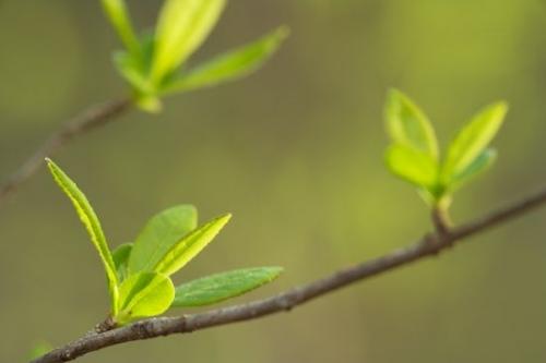 herb;botany;shrub;Branch;Green;herbage;branches;Spring;Leaves;plant;flora;Botanical;Botanicals;greenery;Vegetation;plants