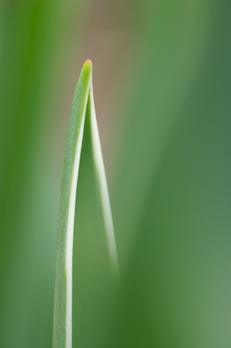 Abstract;Abstractions;Bloom;Blossom;Blossoms;botanical;botanicals;botany;flora;Floret;Flower;Floweret;Flowering;Flowers;Green;greenery;herb;herbage;Patterns;Petal;Petals;Pink;Pistel;plant;plants;Shapes;shrub;Stamen;Textures;variegated;vegetation;White