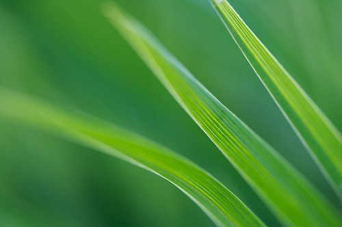 Abstract;Abstractions;botanical;botanicals;botany;flora;Green;greenery;herb;herbage;Patterns;plant;plants;Shapes;shrub;Textures;vegetation;White