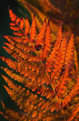 Abstract;Abstractions;Patterns;Shapes;Textures;Plants;Botanical;Leaf;Leaves;Vegetation;Foliage;Veins;Compound;Leaflet;fern;Sunlight;Sun;Beams;Sunbeam;Rays;Light;Luminance;Illuminate