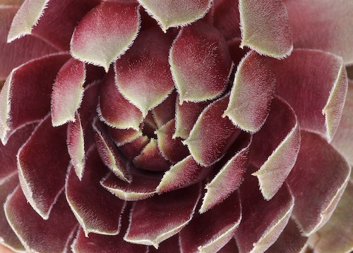 Abstract;Abstractions;botanical;botanicals;botany;flora;greenery;herb;herbage;Patterns;plant;plants;Shapes;shrub;Textures;vegetation