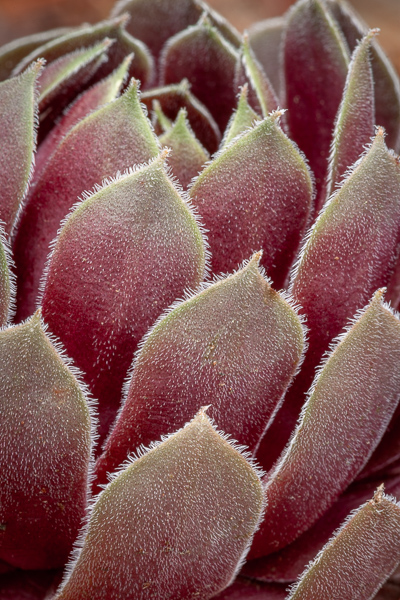 Abstract;Abstraction;Blossom;Blossoms;Botanical;Botanicals;Cacti;Cactus;Calm;Close-up;Concepts;Cool Colors;Cool Palette;Cool Tones;Floweret;Flowering;Flowers;Flowers & Plants;Green;Greens;Healing;Health care;Healthcare;Leaf;Leaves;Line;Macro;Minimalism;Nature;Oneness;Pastoral;Pink;Plant;Shape;Succulent;Wabi Sabi;bloom;botanicals;color;flora;floral;flower;magenta;pattern;peaceful;plants;restful;serene;soothing;texture;tranquil;zen
