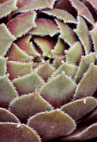 Abstract;Abstractions;botanical;botanicals;botany;flora;greenery;herb;herbage;Patterns;plant;plants;Shapes;shrub;Textures;vegetation
