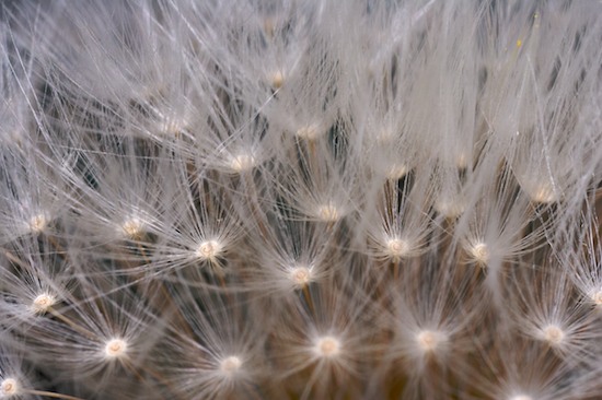 Abstract;Abstractions;Beige;botanical;botanicals;botany;Brown;Dandelion;flora;greenery;herb;herbage;Patterns;plant;plants;Seed Head;Shapes;shrub;Tan;Textures;vegetation