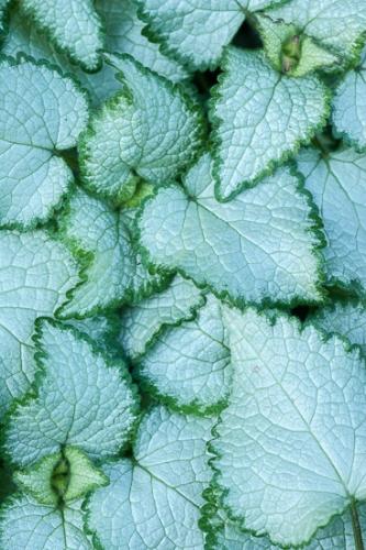 Abstract;Abstractions;Animals;Aqua;Avian;Bird;Birds;Blue;Blues;Botanical;Botanicals;Branches;Brown;Cedar;Close-up;Cool Colors;Cool Palette;Cool Tones;Feather;Flora;Flowers;Herb;Herbaceous;Image type;Leaf;Leafy;Patterns;Photo specs;Plant;Ruffled;Seasons;Shrub;Spring;Springtime;Stock categories;Textures;Tree;Variegated;Vein;White;Wings;bark;blue;botany;branch;color;feathers;foliage;green;greenery;herbage;leaves;plants;shapes;strut;teal;tree trunk;trees;trunk;turkey;vegetation;winged