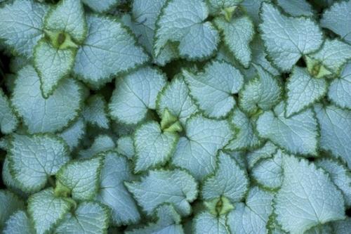 herbage;Patterns;variegated;botany;plants;Green;herb;Leaves;shrub;Teal;Textures;plant;Herbaceous;Abstractions;Leaf;Vegetation;Vein;Shapes;Leafy;Foliage;Bark;Spring;Plant;Botanicals;flora;Botanical;Abstract;close up;greenery;Blue;Aqua