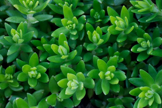 Botanical;Botanicals;botany;close up;flora;Foliage;Green;greenery;herbage;Leaf;Leafy;Leaves;plant;plants;shrub;SUCCULENT;tipped;Vegetation;Vein;White;Yellow