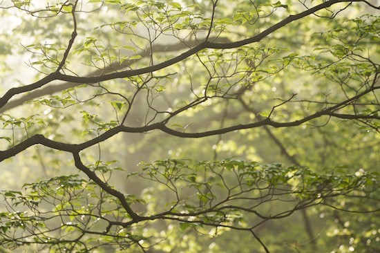 Branch;Branches;Break of Day;First Light;Foliage;Forest;Green;Herbaceous;Leaf;Leafy;Leaves;Plant;Spring;Summer;Sunlight;Timber;Timberland;Tree;Tree Trunk;Trees;Trunk;Wood;Woodland;Woodlands;Woods
