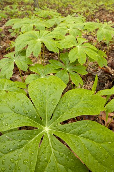 Textures;Shapes;Patterns;Abstractions;Abstract;Leaf;Leaves;Leafy;Foliage;Vein