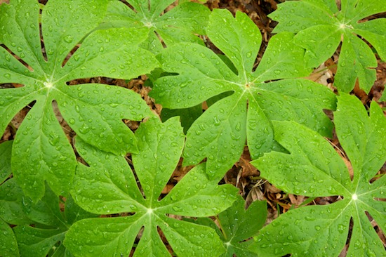 Abstract;Abstractions;Black and White;botanical;botanicals;botany;flora;Foliage;Green;greenery;herb;herbage;Leaf;Leafy;Leaves;Patterns;plant;plants;Shapes;shrub;Spring;Textures;vegetation;Vein