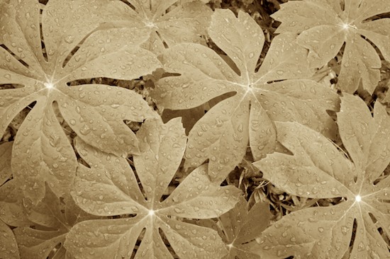 Abstract;Abstractions;Black and White;botanical;botanicals;botany;flora;Foliage;Leaf;Leafy;Leaves;Patterns;plant;plants;Sepia;Shapes;shrub;Textures;vegetation;Vein