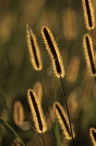 Gold;Green;Daylight;plants;flora;Dusk;Beams;herb;shrub;botanical;grass;herbage;Nightfall;botany;Evening;Sun rays;botanicals;Light;plant;Sundown;Sunset;Sunshine;Seed Head;greenery;Rays;Streaming;vegetation;Sunlight;Yellow