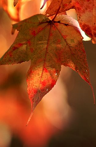 Colorful;Plants;Botanical;Leaf;Leaves;Vegetation;Foliage;Veins;Compound;Leaflet;Abstract;Abstractions;Patterns;Shapes;Textures