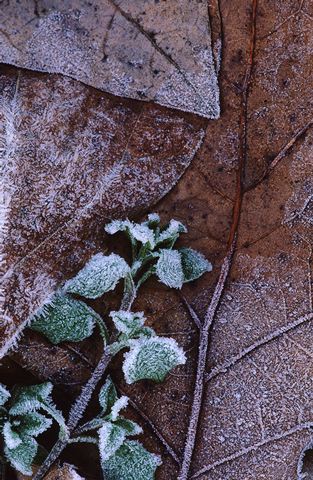 Abstract;Abstractions;Patterns;Shapes;Textures;Plants;Botanical;Leaf;Leaves;Vegetation;Foliage;Veins;Compound;Leaflet