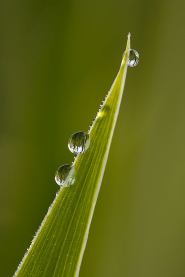 damp;wet;moisture;dewy;droplet;drop;water;Dew;Grass;Textures;Shapes;Patterns;Abstractions;Abstract;Closeup