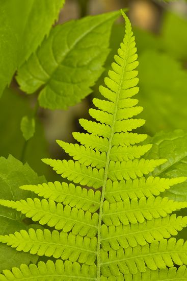botanical;plant;plants;botanicals;botany;vegetation;greenery;flora;herbage;herb;shrub