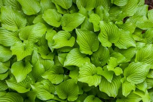 Abstract;Abstractions;Botanical;Botanicals;Dew;Flora;Flowers;Herb;Leaf;Leafy;Patterns;Plant;Shrub;Stock categories;Textures;Vein;Water;black;botany;damp;dewy;drop;droplet;foliage;green;greenery;herbage;leaves;moisture;plants;shapes;vegetation;wet