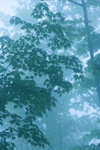 Fog;Bush;Trees;Wood;Blue;Oneness;Branch;Forest;Oriental;misty;zen;Herbaceous;Bark;Peaceful;Plant;Leafy;Shrub;Timber;Timberland;Haze;Branches;Wabi Sabi;Obscured;Woods;Tree Trunk;Woodland;Looking up;Mist;Trunk;Foggy